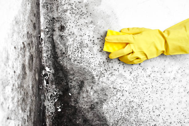 Best Insurance-Related Mold Remediation in Allendale, MI